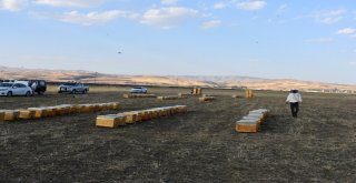 Genç Çiftçilerin Yüzü Devlet Desteğiyle Gülüyor