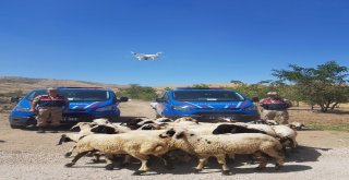 Kaybolan Koyunlar Drone İle Bulundu