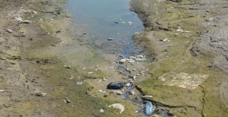 Denizlide Baraj Göletinde Toplu Balık Ölümleri