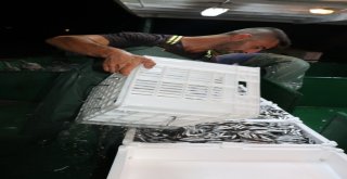 Yalova Ve Bursada Balıkçılar Vira Bismillah Dedi Kasalar Hamsiyle Doldu