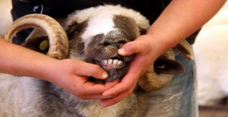 Kurbanlık Alırken Dikkat Edilmesi Gereken Hususlar