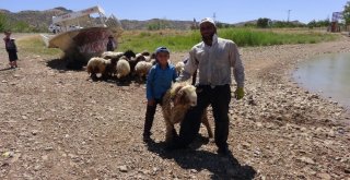 Gerçüşte Sıcaktan Bunalan Hayvanlarını Serinletiyorlar