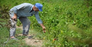 Borlu Su Sebzeleri Kuruttu
