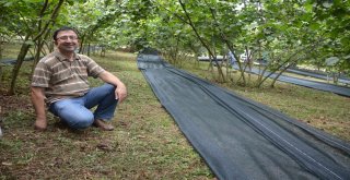 Fındık Hasadında Örtü Kullanımı Uygulaması Fatsada Gerçekleşti