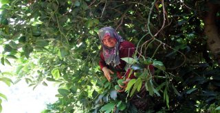 Antalyada Avokado Üretimi 10 Yılda 12 Kat Arttı