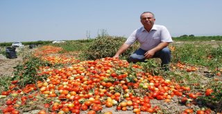 Salçalık Domatesin Ekimi Yüzde 50 Düştü