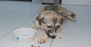 Ölüme Terk Edilen Köpek Koruma Altında
