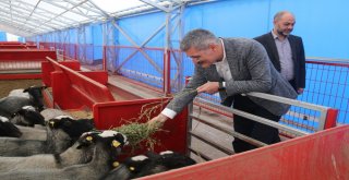 (Özel Haber) Belediye Eliyle Hayvan Yetiştiriciliği