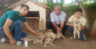 Ölüme Terk Edilen Köpek Yavrularına Gözü Gibi Bakıyorlar