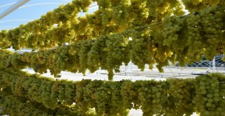 Manisada Kuru Üzüm İçin Hasat Erken Başladı