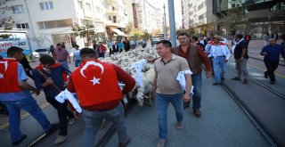Şehrin Ortasındaki Koyunlar Görenleri Şaşkına Çevirdi