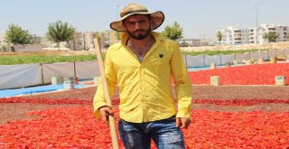 Şanlıurfada İsotun Üretim Serüveni Başladı