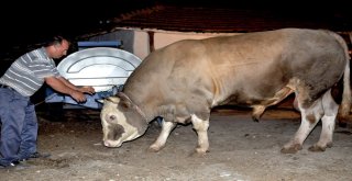 Çorumda 2.2 Tonluk Kurbanlık Görücüye Çıktı