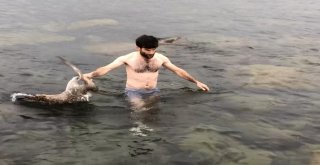 Oltaya Balık Değil Martı Vurdu