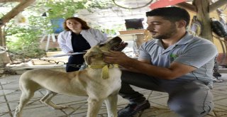 Mamakta 281 Evcil Hayvan Aşılandı