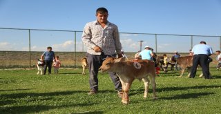 3. Geleneksel Çermik Festivalinde Erzurumun En Güzel Buzağıları Yarıştı