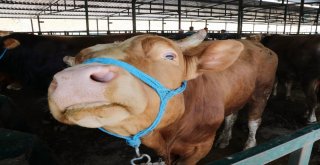 Manisa Hayvan Pazarında Padoklar Boş Kaldı