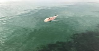 (Özel) Silivride Ölü Yunus Balığı Kıyıya Vurdu