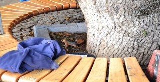Troya Tarihi Milli Parkında Yaralı Bulunan Yavru Sincaplar Tedavi Edildi