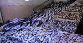 Samsunda Palamudun Ardından “Lüfer” Patladı