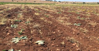 İtfaiye Ekipleri Kayıp Dananın Peşinde