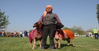 Denizlide Asırlık “Sudan Koyun Atlatma Yarışması” Başladı