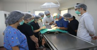 Osmangazi Belediyesi Sokak Hayvanlarına Sahip Çıktı