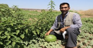 Yaz Yağmurları Karpuzu Vurdu, Festival Tehlikeye Girdi