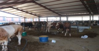 Adıyamanda Kurbanlık Satışları Başladı