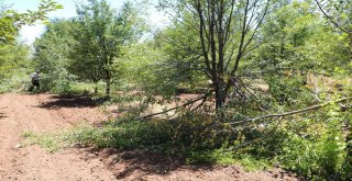 (Özel) Aç Ayılar Vişne Bahçesini Talan Etti