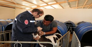 Erzincanda Şap Aşılama Kampanyası Başladı