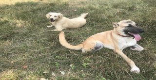 Araba Çarpıp Kaçtı, İki Patisiyle Hayata Tutundu