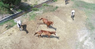Adaya Sokulmayan Atlar Kaderine Terk Edildi
