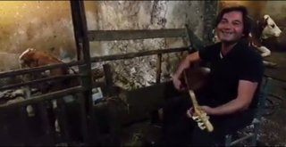 Hayvan Şiddetine, Buzağıya Saz Çalarak Dikkat Çekti