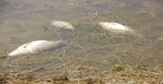 Kütahyada Esrarengiz Balık Ölümleri