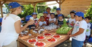 Ata Tohumları Aydın Büyükşehir İle Hayat Buluyor