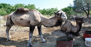 (Özel) Güreşçi ‘Yakışıklı Sülo Kurbanlık Yolunda