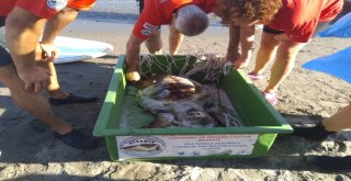 Denizden Çıkanı Gören Turistler Şok Oldu