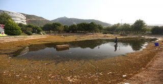 Paüde Balıklar Korumaya Alındı