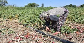 Bir Asırlık Kılıçlar Soğanının Hasadı Başladı
