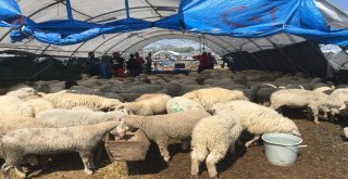 (Özel) Eminönü İskelesindeki İnsan Seli Havadan Görüntülendi