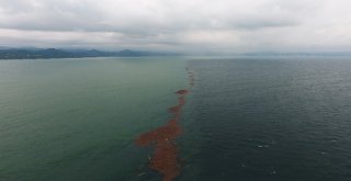 Karadeniz Adeta İkiye Bölündü