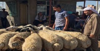 Siverekte Kurbanlıklar Satılmaya Başlandı