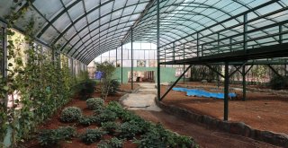 Nesli Tüketen Kelebekler İçin Gaziantepte Tropik Merkez Yapılıyor