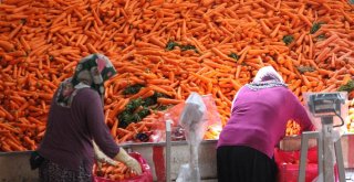 Mayıs Ayının Zam Şampiyonu Havuçta Hasat Yapılıyor