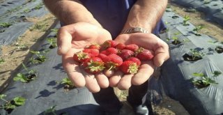Başkan Karaosmanoğlu, ‘Tarım Desteklerimiz Türkiyeye Örnektir
