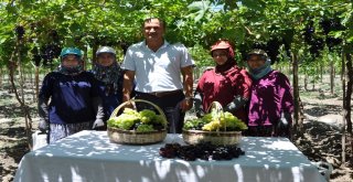 Manisada Üzüm Hasadı Başladı