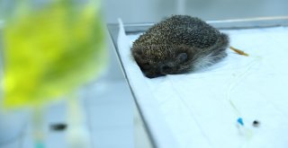 Kirpi “Diken” Sağlığına Kavuştu