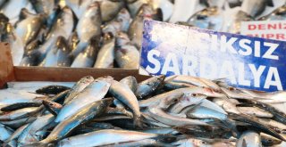 Balıkçılar 1 Eylülde Vira Bismillah Diyecek