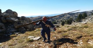 Arıların İzini Sürerek Bal Topluyor